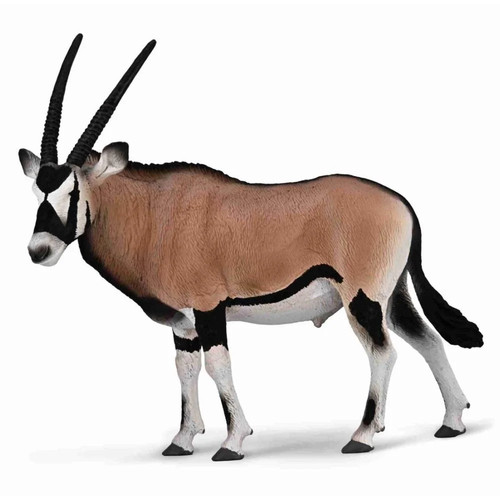Gemsbok top qualität - top,