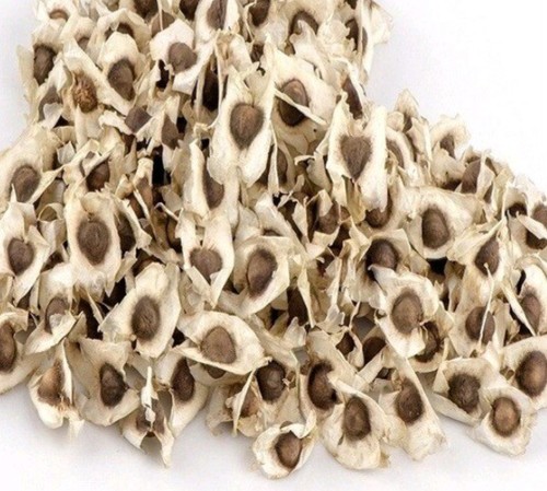 100 afrikanische bio moringa - 100,
